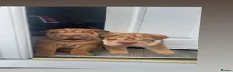 Shar Pei dogs for sale: *** 1 Girl left ***KC Shar Pei Puppies  - Advert 4