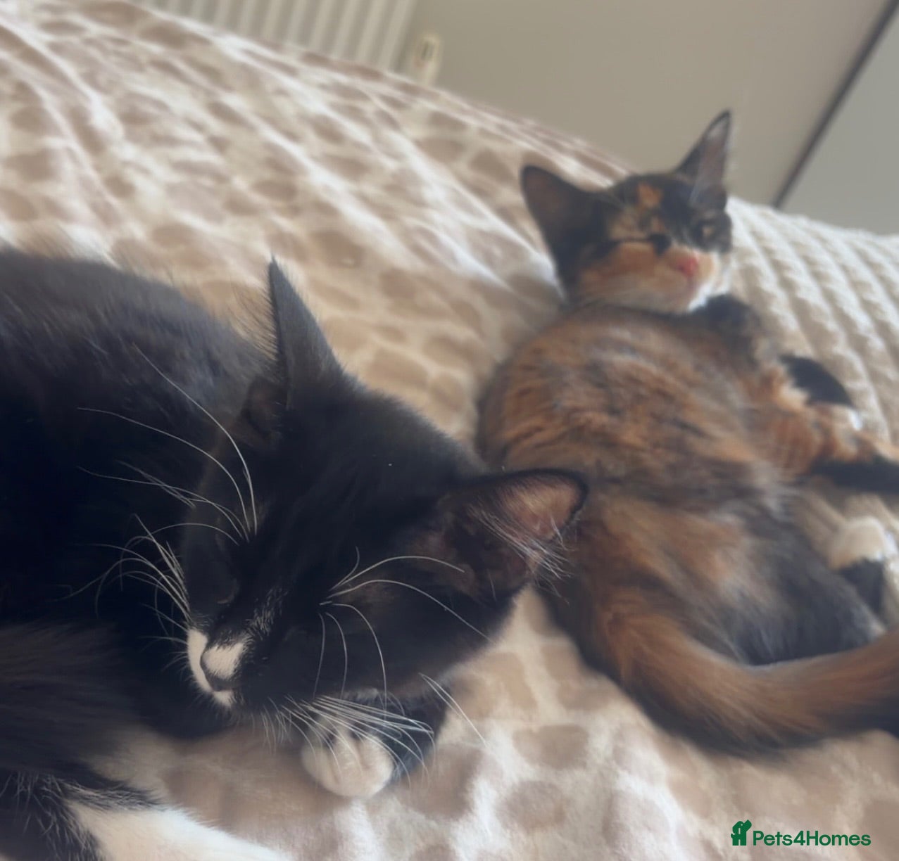 Mixed Breed cats half ragdoll kittens  - Advert 3
