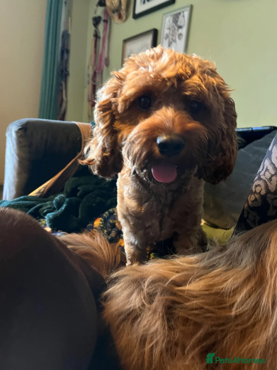 Cavapoo dogs for sale: F1 Cavapoo Deep Apricot (red/ruby) Boy for sale - Advert 10
