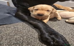 Labrador Retriever dogs for sale: Stunning Labrador Puppies 🥰 - Image 11