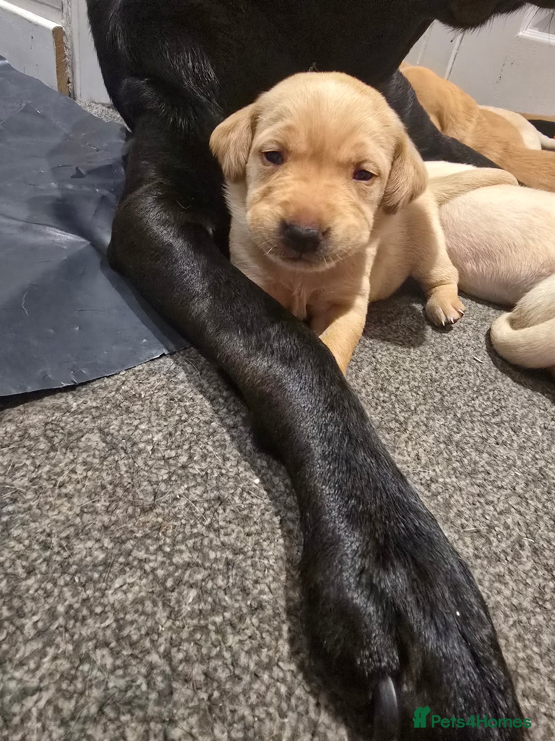 Labrador Retriever dogs for sale: Stunning Labrador Puppies 🥰 - Image 11