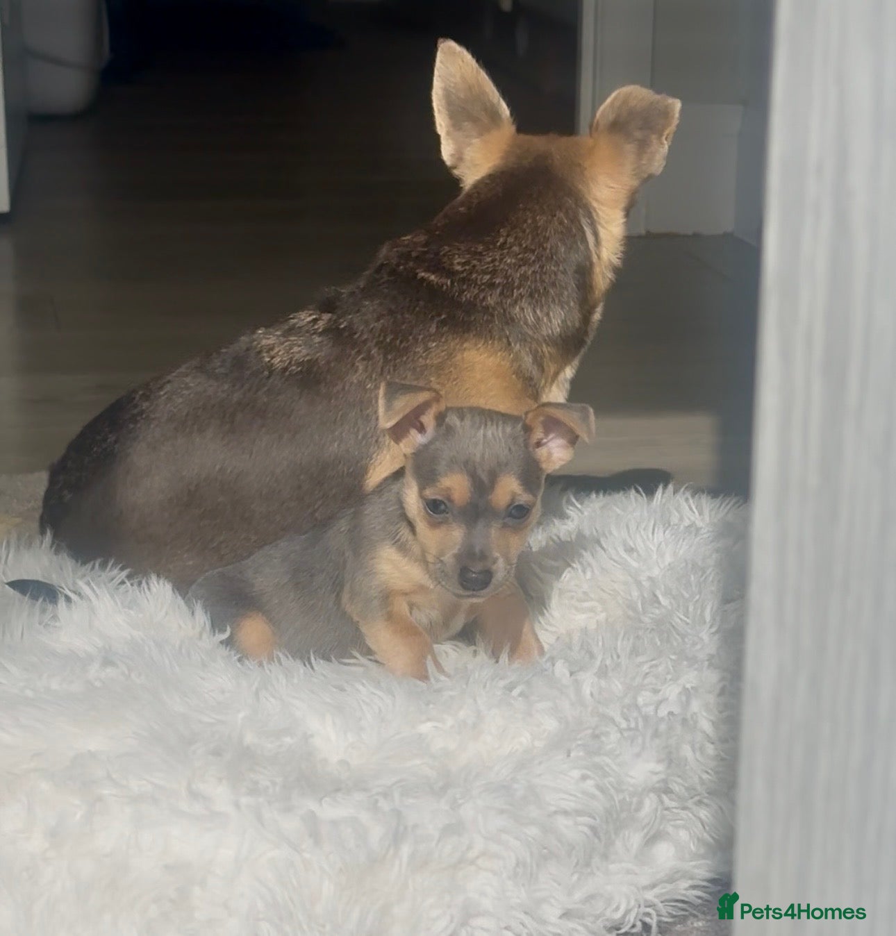 Jack Russell dogs Miniature Jack Russell Puppies - Advert 3