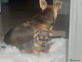 Jack Russell dogs Miniature Jack Russell Puppies - Advert 3