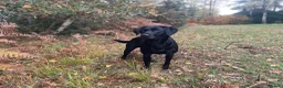 Labrador Retriever dogs for sale: Gorgeous KC Working Labrador Bitch Puppy - Advert 10