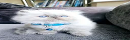 Persian cats for sale: Stunning Active Lilac Point Persian Boy  - Advert 12