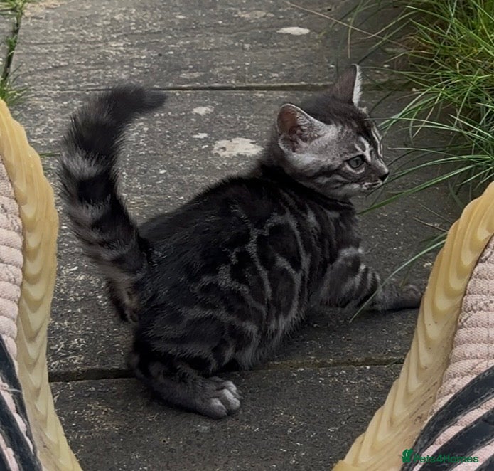 Bengal cats Exceptional kittens in silver, brown and charcoal - Advert 2
