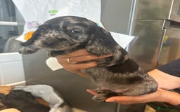 Cocker Spaniel dogs for sale: Cute show type very rare colours dna health tested - Image 8