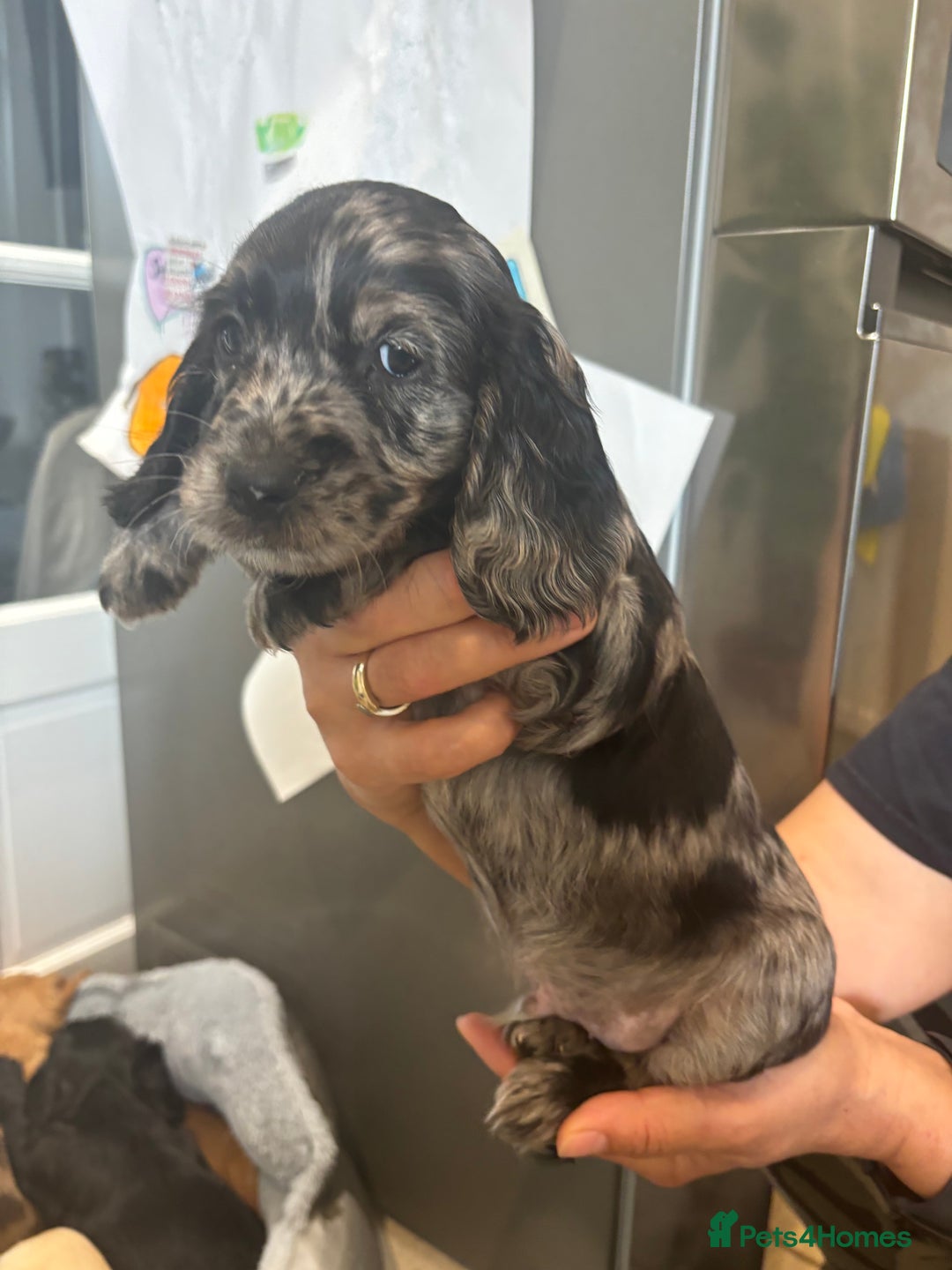 Cocker Spaniel dogs for sale: Cute show type very rare colours dna health tested - Image 8