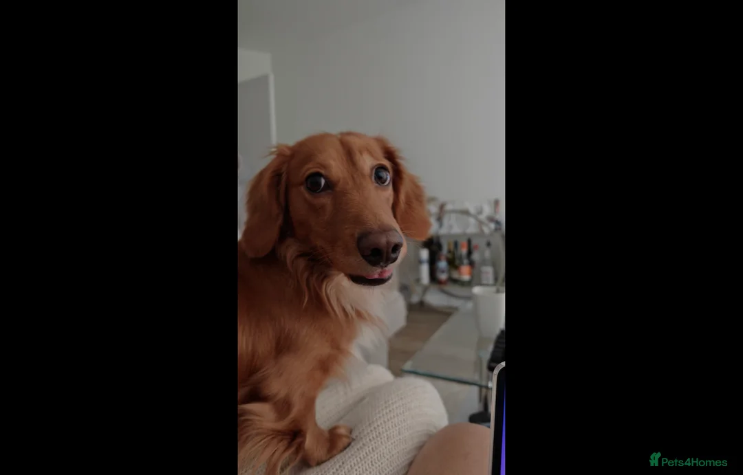 Miniature Dachshund dogs for stud: Archie - Advert 4