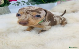 Miniature Dachshund dogs for sale: Miniature Dachshund KC Registered  - Image 15