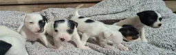 Jack Russell dogs for sale: Outstanding Jack Russel puppies - Advert 4