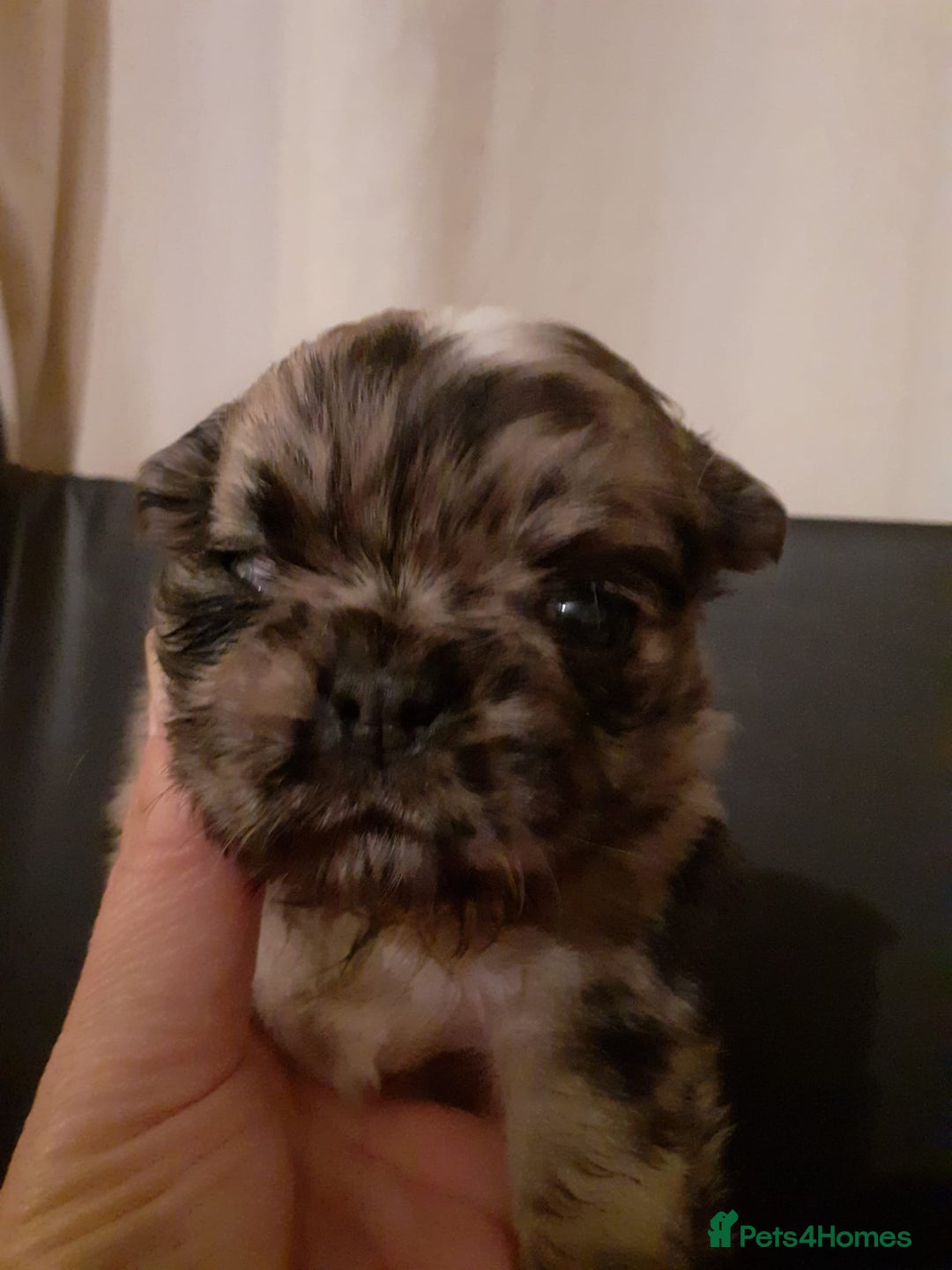 Pug dogs for stud: Merle n tan pug carrying fluffy & choc stud  in Harpenden - Advert 7