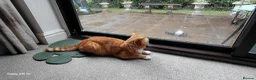 Bengal cats for sale:  Looking for a Loving Forever Home. Bengal/Calico - Advert 11