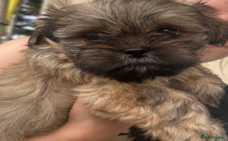 Shih Tzu dogs - Advert 1