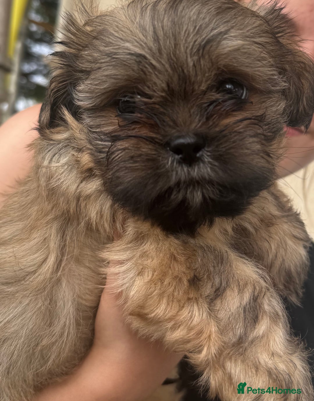 Shih Tzu dogs for sale: Shih tzu  - Image 1