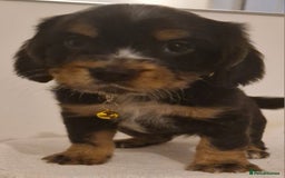 Cocker Spaniel dogs for sale: Cocker spaniel pups for sale  - Image 16