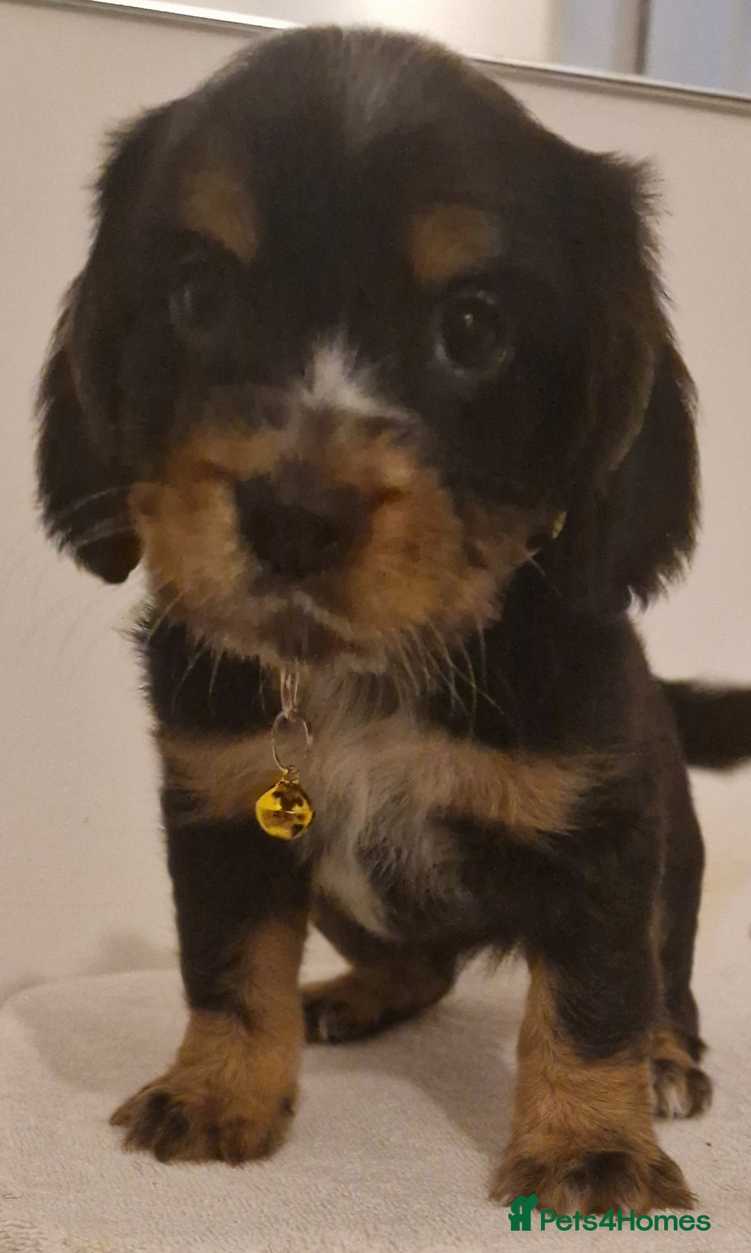 Cocker Spaniel dogs for sale: Cocker spaniel pups for sale  - Image 16