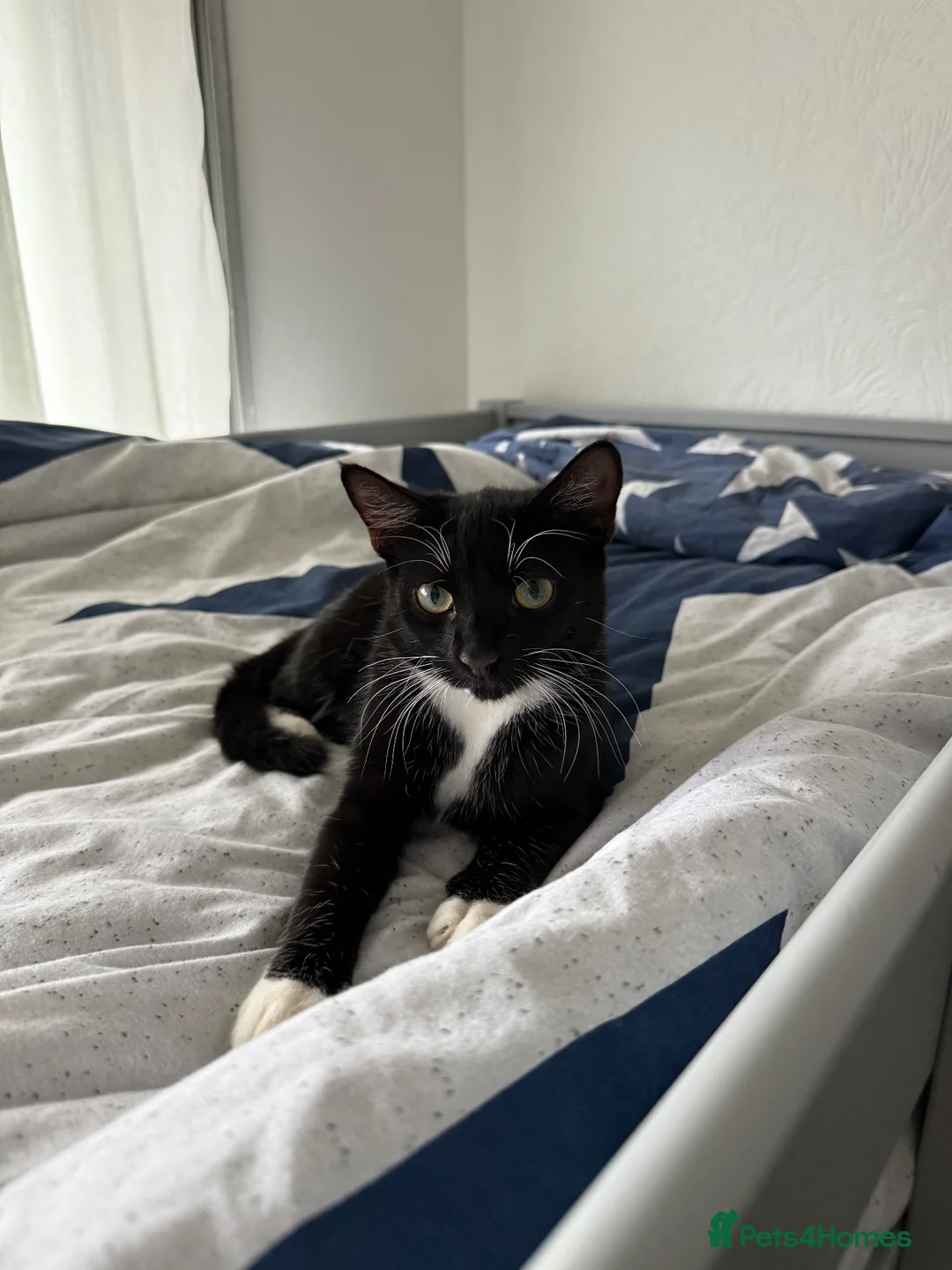 Domestic Shorthair cats for sale: Black White Cat - Advert 1