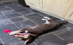 Mixed Breed dogs for sale: CeCe  - Image 3