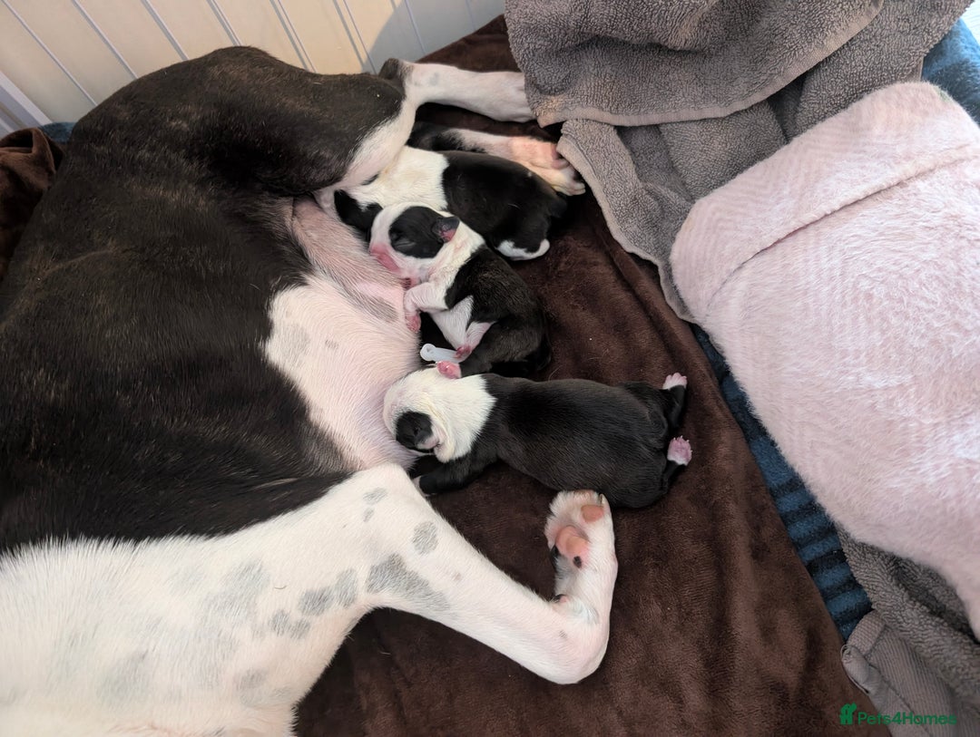 Boston Terrier dogs for sale: KC registered BOSTON TERRIER PUPPIES  - Image 6