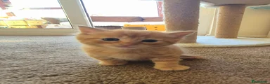 KITTEN 1: Ginger male (Crumpet)