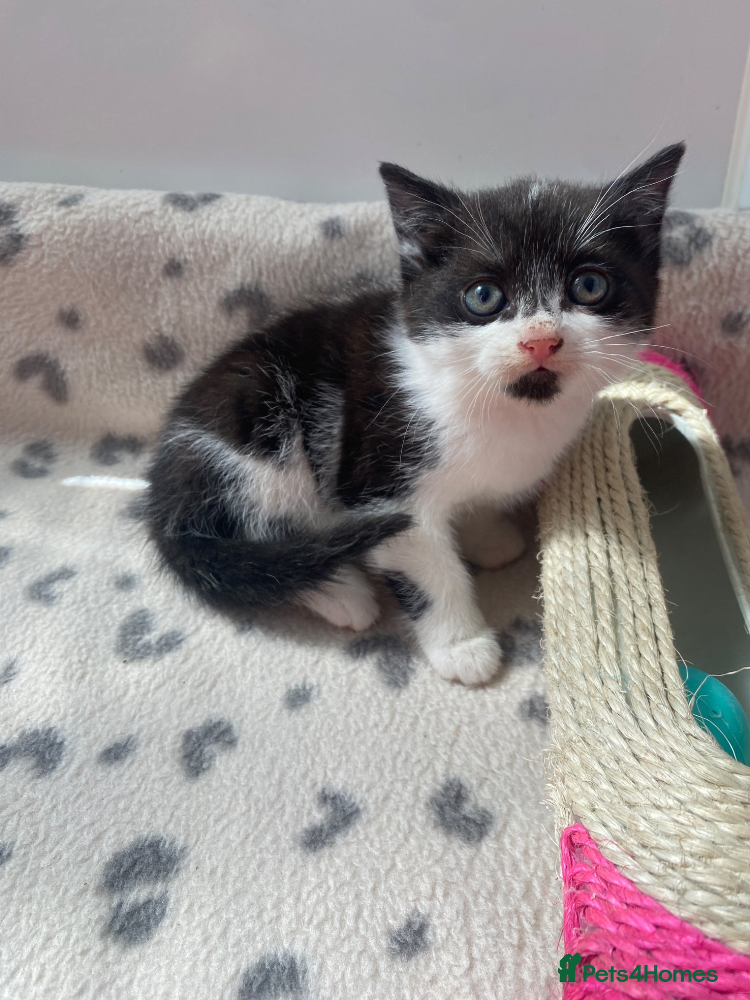 Mixed Breed cats Beautiful kittens  - Advert 8