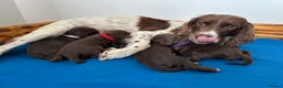 Sprocker dogs for sale: Fully Health Tested Sprocker Spaniel Puppies - Advert 5