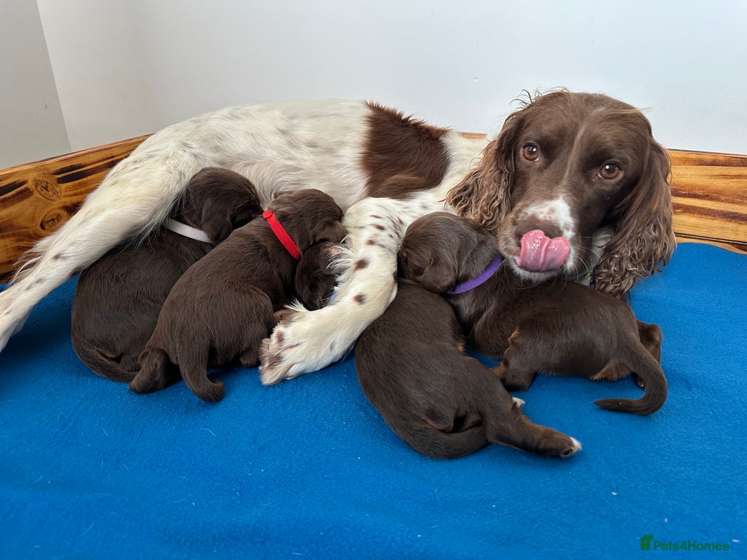 Sprocker dogs for sale: Fully Health Tested Sprocker Spaniel Puppies - Advert 5