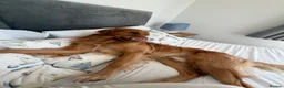 Golden Retriever dogs for stud: HANDSOME DARK GOLDEN RETRIEVER STUD-PICK OF LITTER - Advert 11
