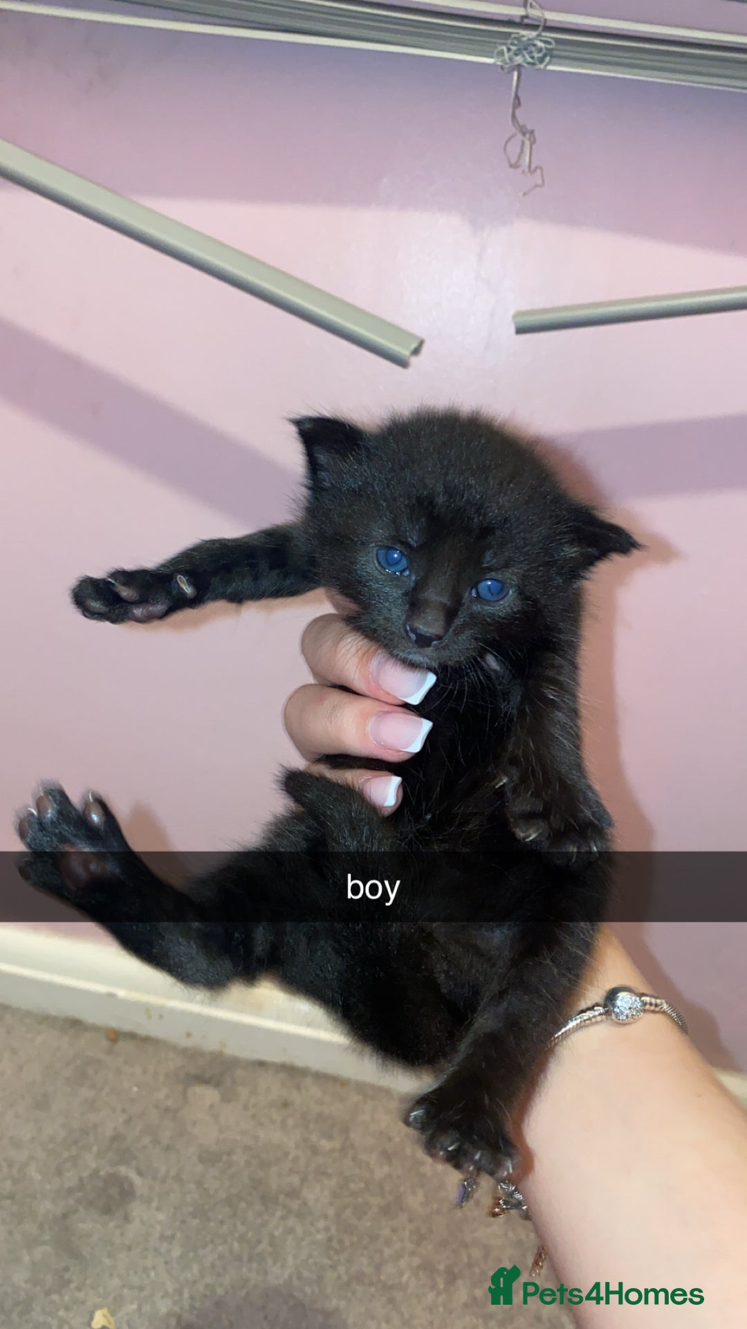 Mixed Breed cats for sale: kittens for sale - Image 4