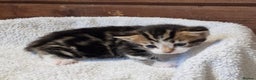 Mixed Breed cats for sale: 3 Gorgeous Kittens - Advert 20