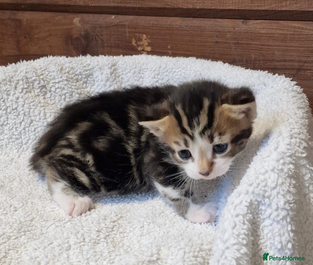 Mixed Breed cats for sale: 3 Gorgeous Kittens - Advert 20