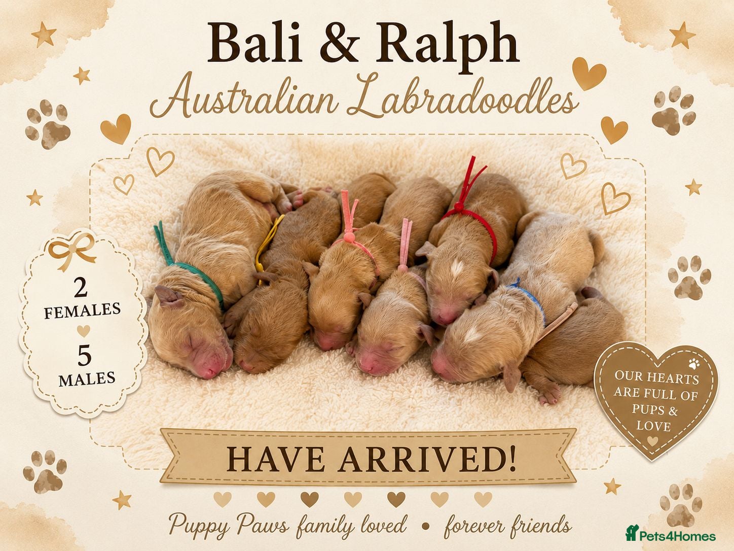 Australian Labradoodle dogs Multigeneration Australian Labradoodle  - Advert 9