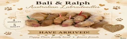 Australian Labradoodle dogs for sale: Multigeneration Australian Labradoodle  - Advert 1