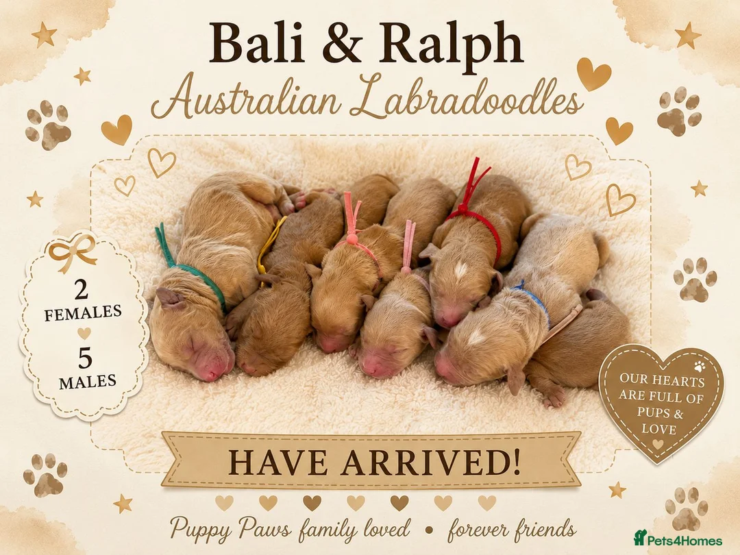 Australian Labradoodle dogs for sale: Multigeneration Australian Labradoodle  - Advert 1
