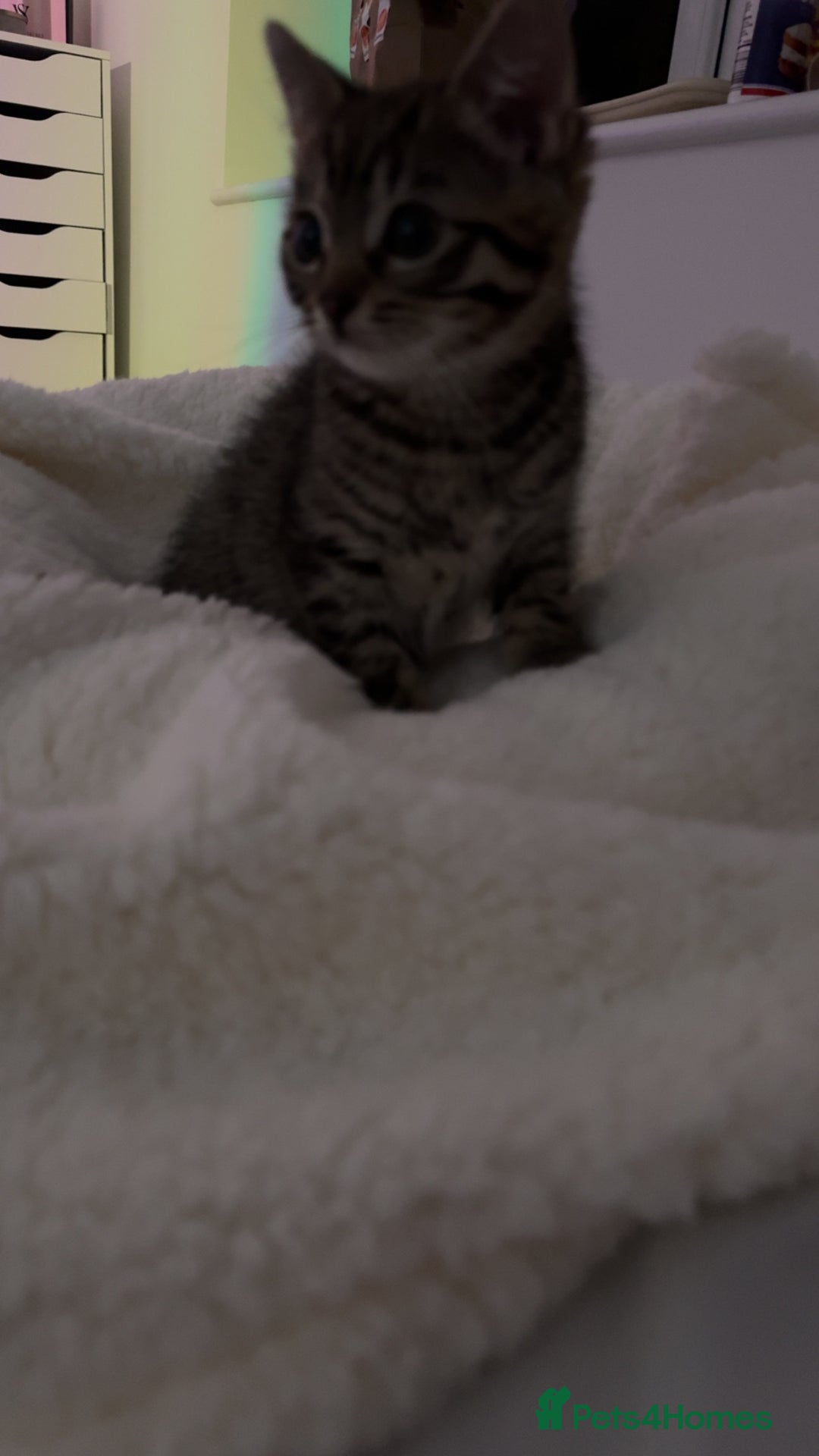 Mixed Breed cats for sale: Mixed kitten 7 months old girl  - Image 3
