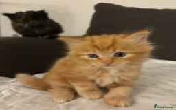 Mixed Breed cats for sale: Quarter Persian kittens  - Image 3