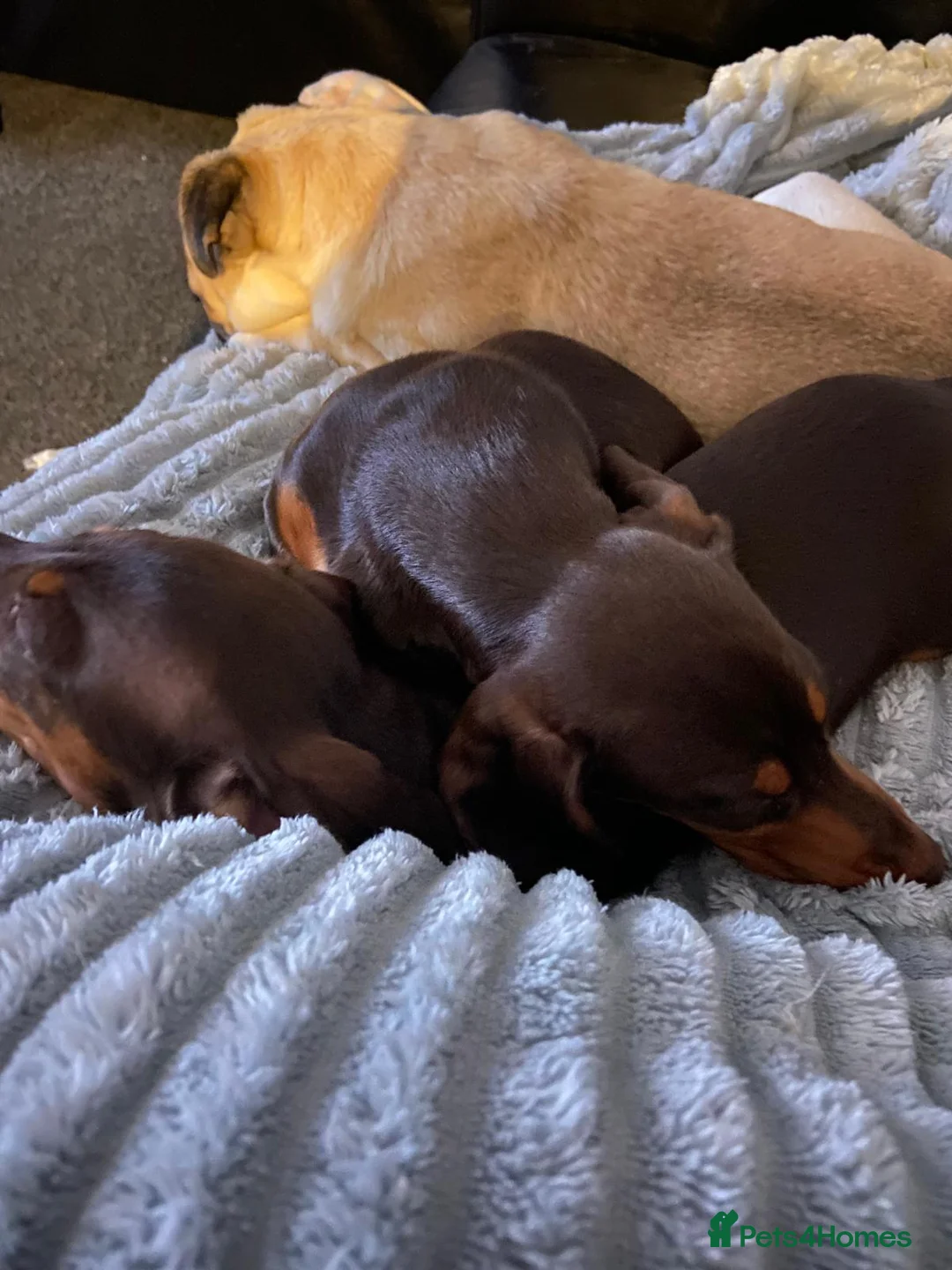 Dachshund dogs for sale: Two female sausage dogs  in Southend-on-Sea - Advert 3