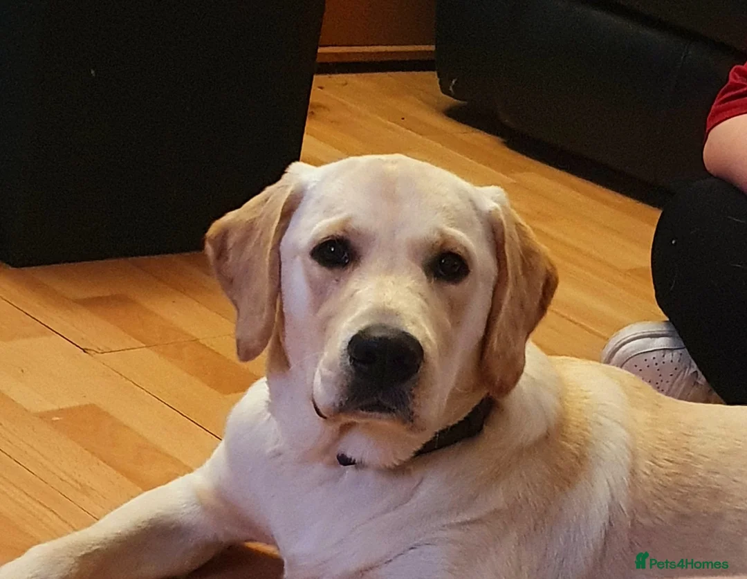 Labrador Retriever dogs for stud: Goldador for stud - Advert 4