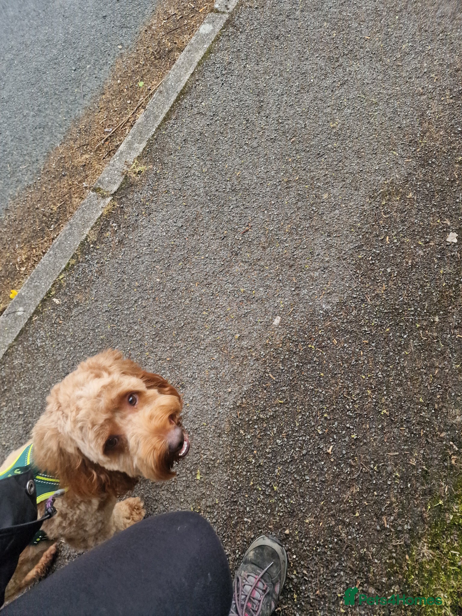 Cockapoo dogs for sale: 18 month old male cockapoo - Advert 5