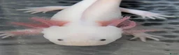 Axolotl reptiles for sale: Junior Axolotls - LIMITED AVAILABILITY -READY NOW! - Advert 5