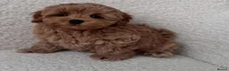 Maltipoo dogs for sale: Angelic Maltipoo Puppies with Playful Spirits in Huddersfield - Advert 5