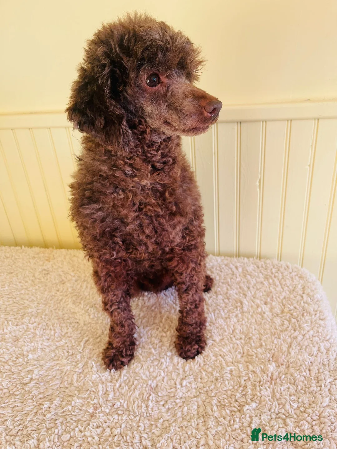 Mixed Breed dogs for sale: Miniature red poodles puppies for sale in Reading - Advert 10
