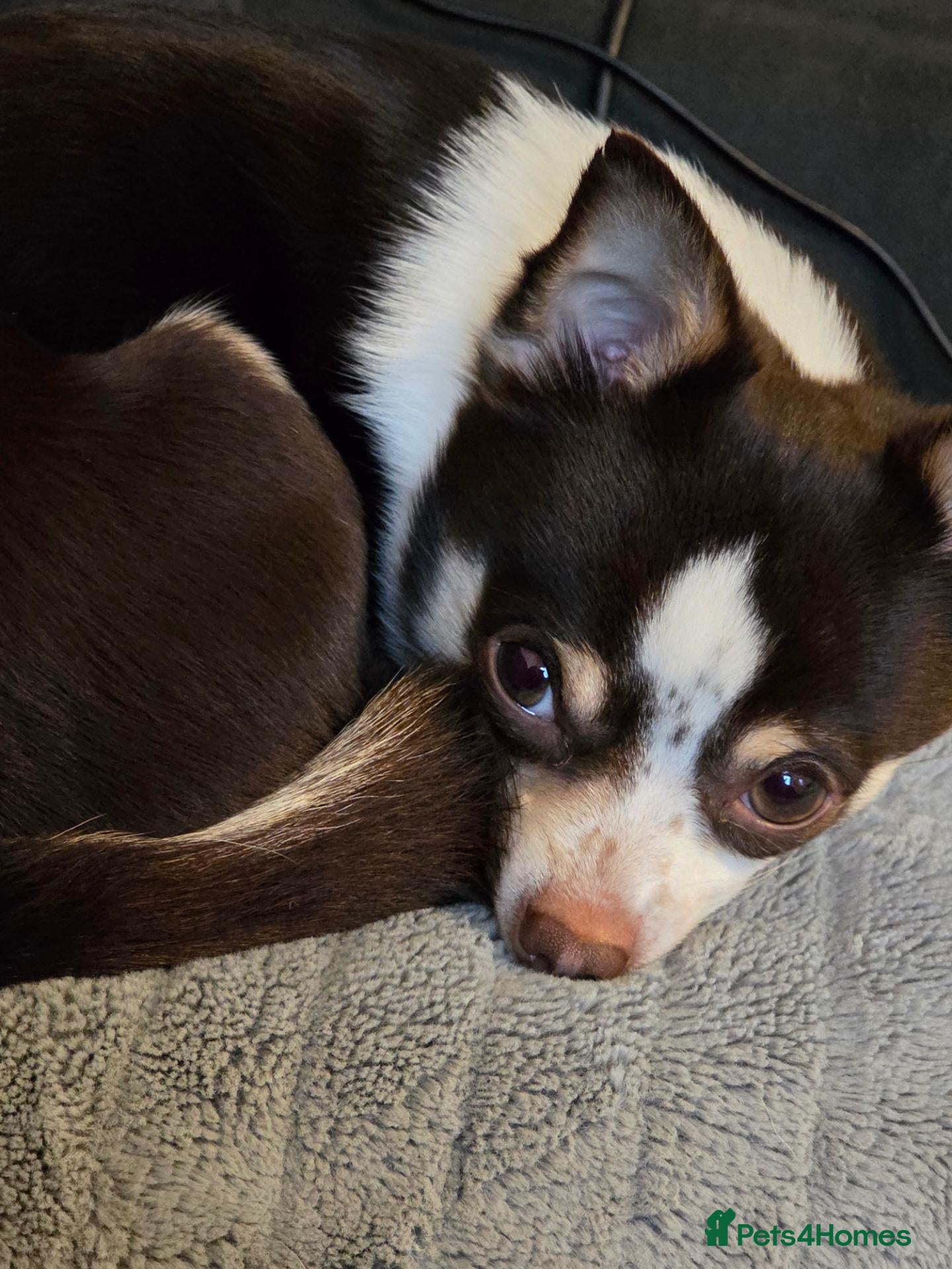 Chihuahua dogs Reggie-Quality Stud (Champion Breeding Background) - Advert 2