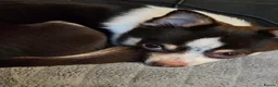 Chihuahua dogs for stud: Reggie-Quality Stud (Champion Breeding Background) - Advert 13