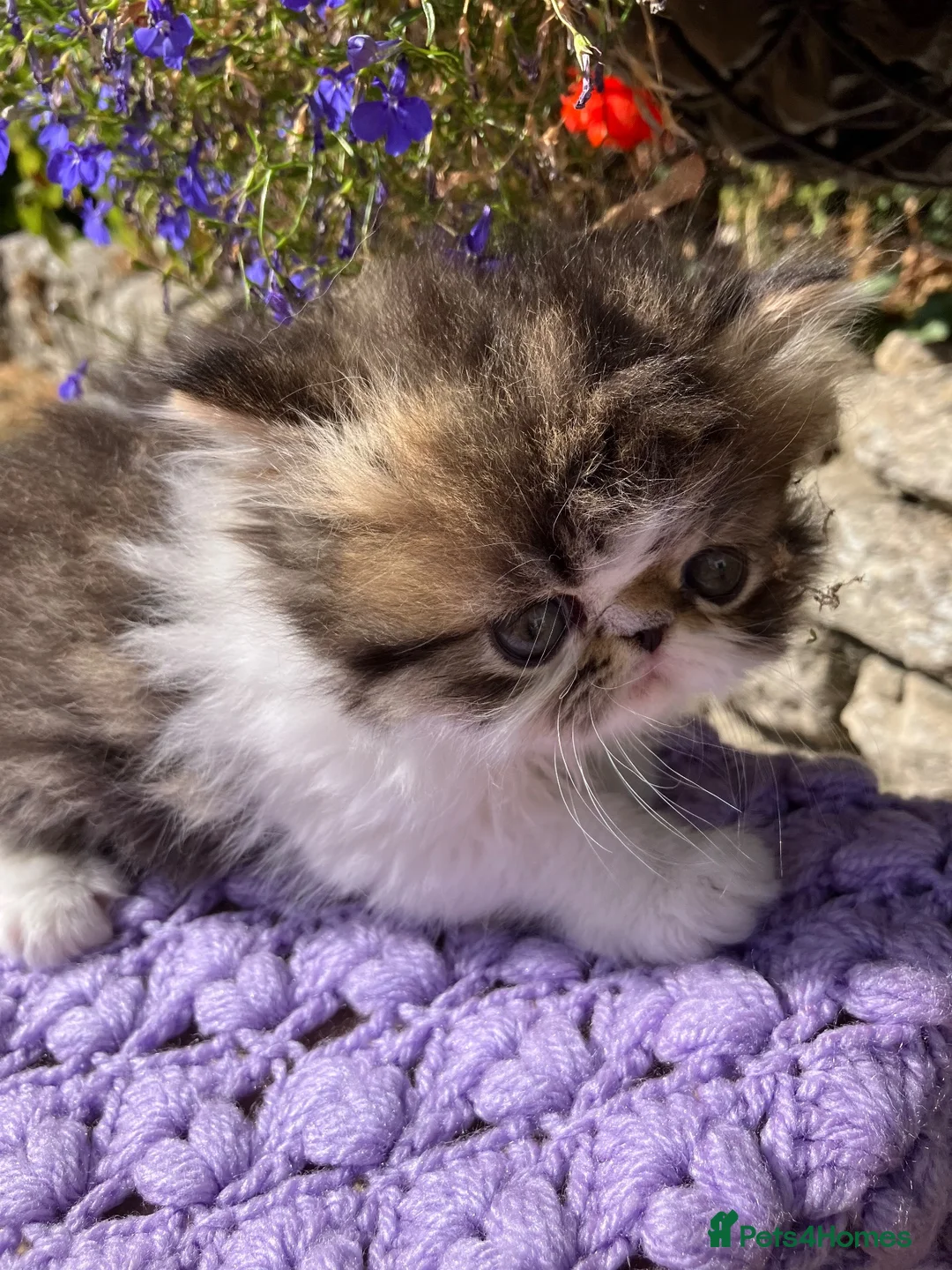 Persian cats for sale: Cute GCCF registered Persian Kitten - Advert 4