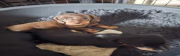 Miniature Dachshund dogs for sale: Superb miniature smooth haired Dachshunds. - Advert 13