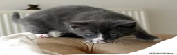 Mixed Breed cats for sale: Gorgeous Rag Doll/Maine Coon/Russian Blue X - Advert 18