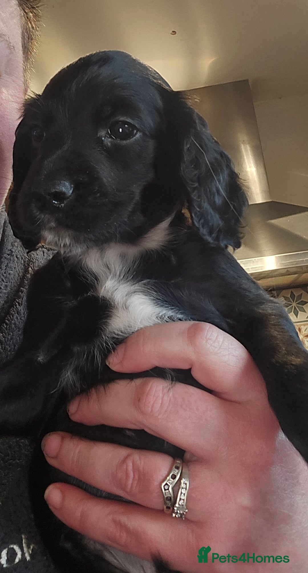 Cocker Spaniel dogs for sale: KC REGISTERED COCKER SPANIEL WORKING LINE PUPS  - Image 12