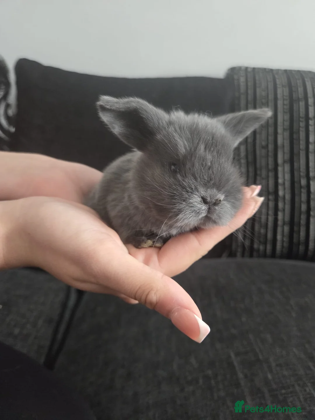 Mini Lop rabbits for sale: Baby min lops  in Folkestone - Advert 2